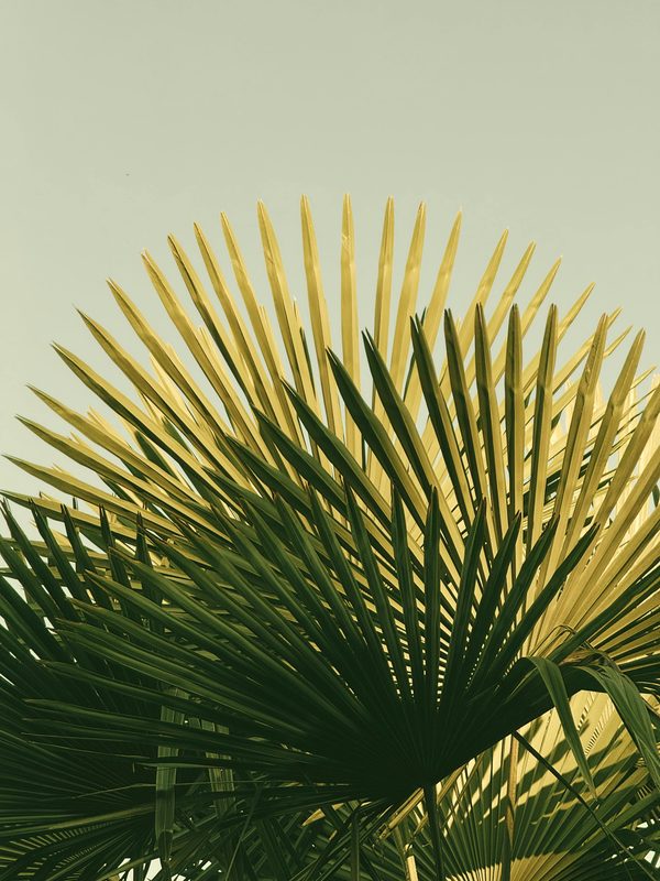 Pollen de palmier : un allié précieux pour votre bien-être
